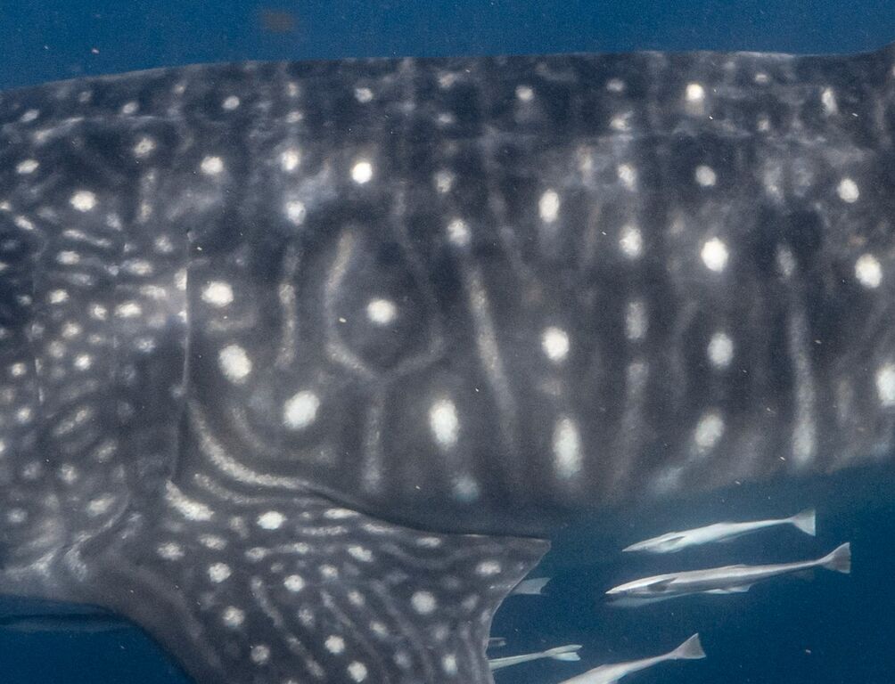 699a4066-39e9-405e-82db-b70a9acec1e2