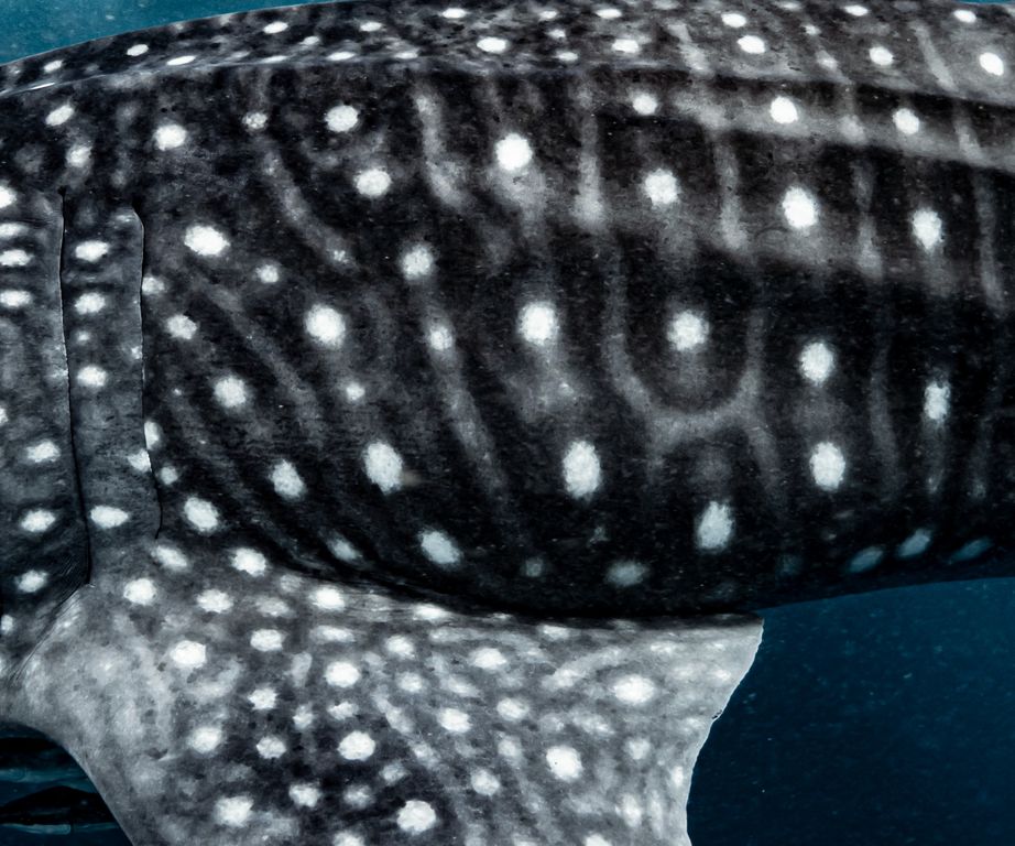 a8f931d8-268b-49c5-8526-d272f5ccb994