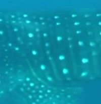 f5203086-057b-47ea-ae82-14bd47f78eaf