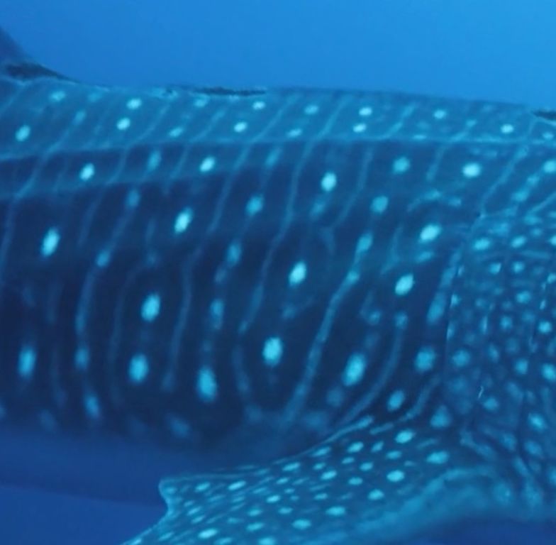 66e8a97a-8144-46dd-b1bd-dc81001b5b85