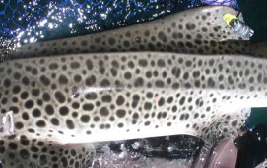 7f4f5875-02c3-4233-ad74-bfe4206cf889