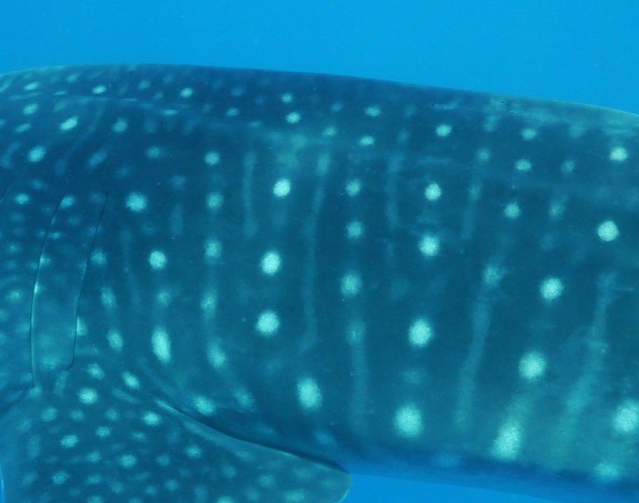 1213cc4f-99c0-4ce0-8f68-1240ba559be2