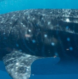 58f7f525-c64e-4da9-a65f-24f80620227d