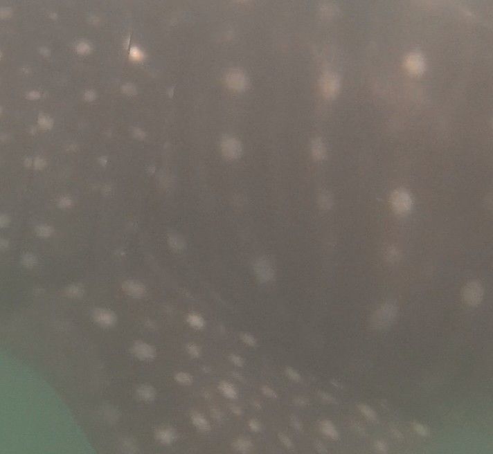 c827f133-fc26-4948-904d-52a15c5e9f39