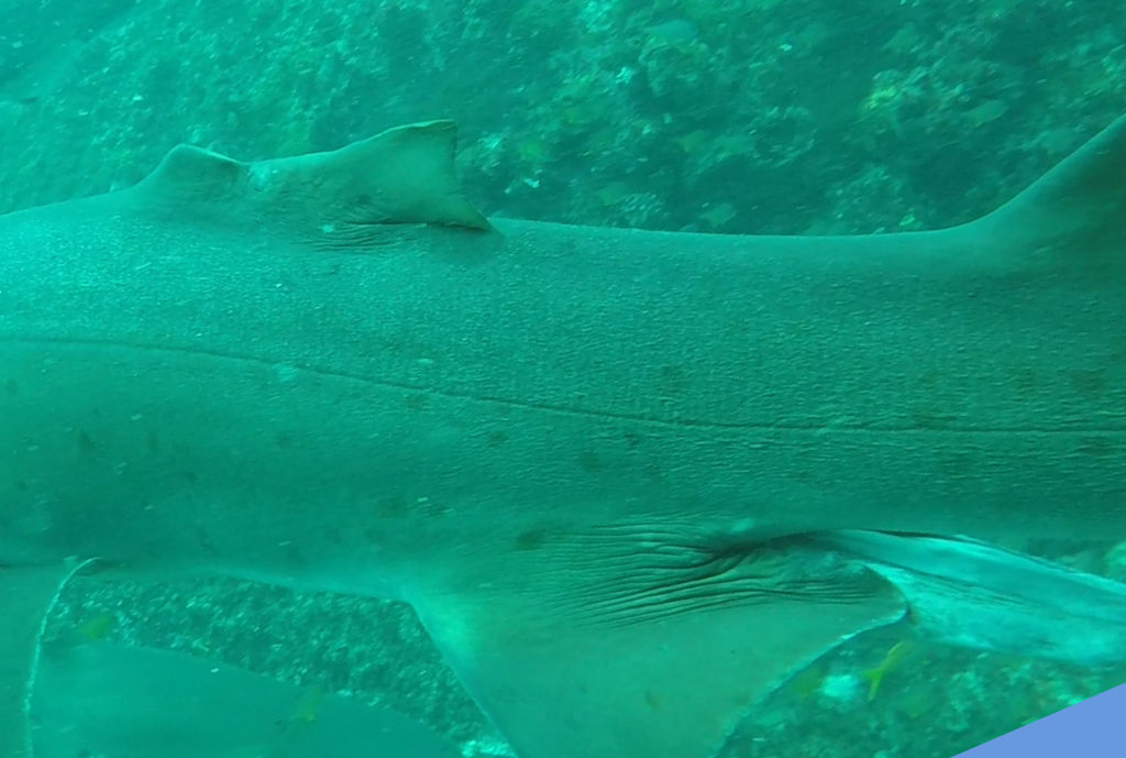 f2f5eea7-2616-4d91-837b-7d95ad046523