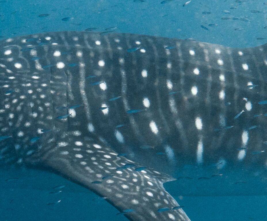 98c8d501-0339-43db-9bfb-b3f0fee09735