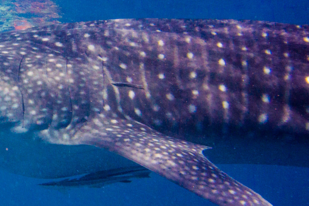 200a472f-c9cf-4716-9825-16eafc7726b8