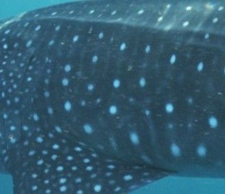 1e11496a-0bdc-45c8-87e8-500dbc23725e