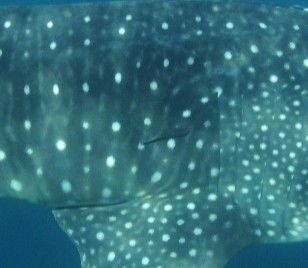 1e11496a-0bdc-45c8-87e8-500dbc23725e