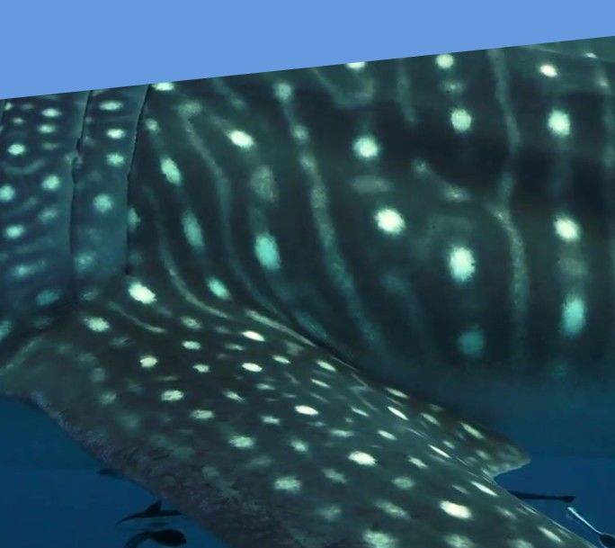 36aff140-1981-49e8-98e7-3b55f41ad3a1