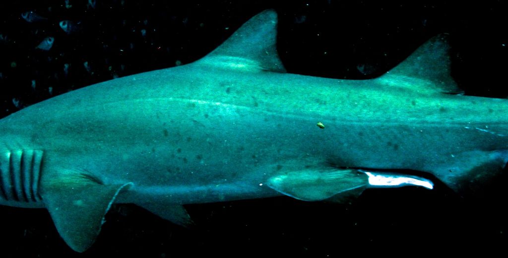 fc33ab70-fedb-4cde-84f4-73f9c5cd1b2f