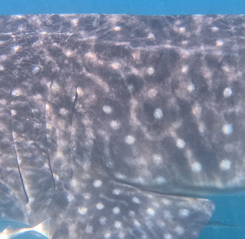 434ea9d5-d2a3-4e67-be3f-181f954261e5