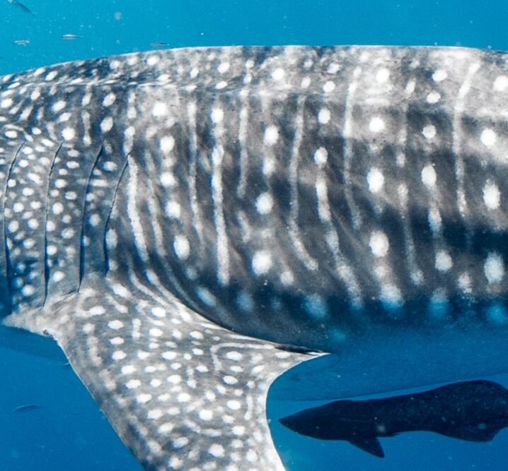 25099da7-3adc-47c4-9629-324aba9ab596