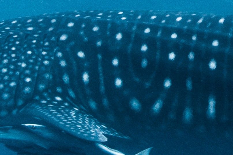 4717cde0-5c15-4bc9-af68-23d160a112dd