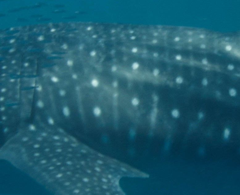 490a4da5-c32e-4469-91b3-4252b3c9656b