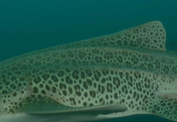 e4ce9ab5-59d8-4916-8ae9-e5a6c4d5ceb7