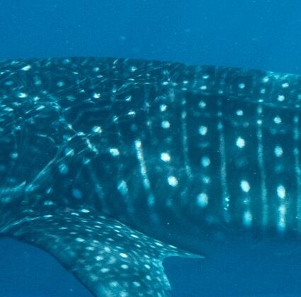 c14bc9e0-5f75-4abb-a867-e0c7b29ace8b