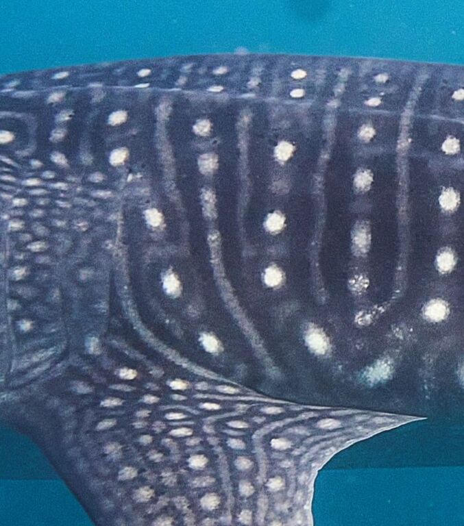 c9b0597c-9ca2-4d1b-a8b0-302aa7030662