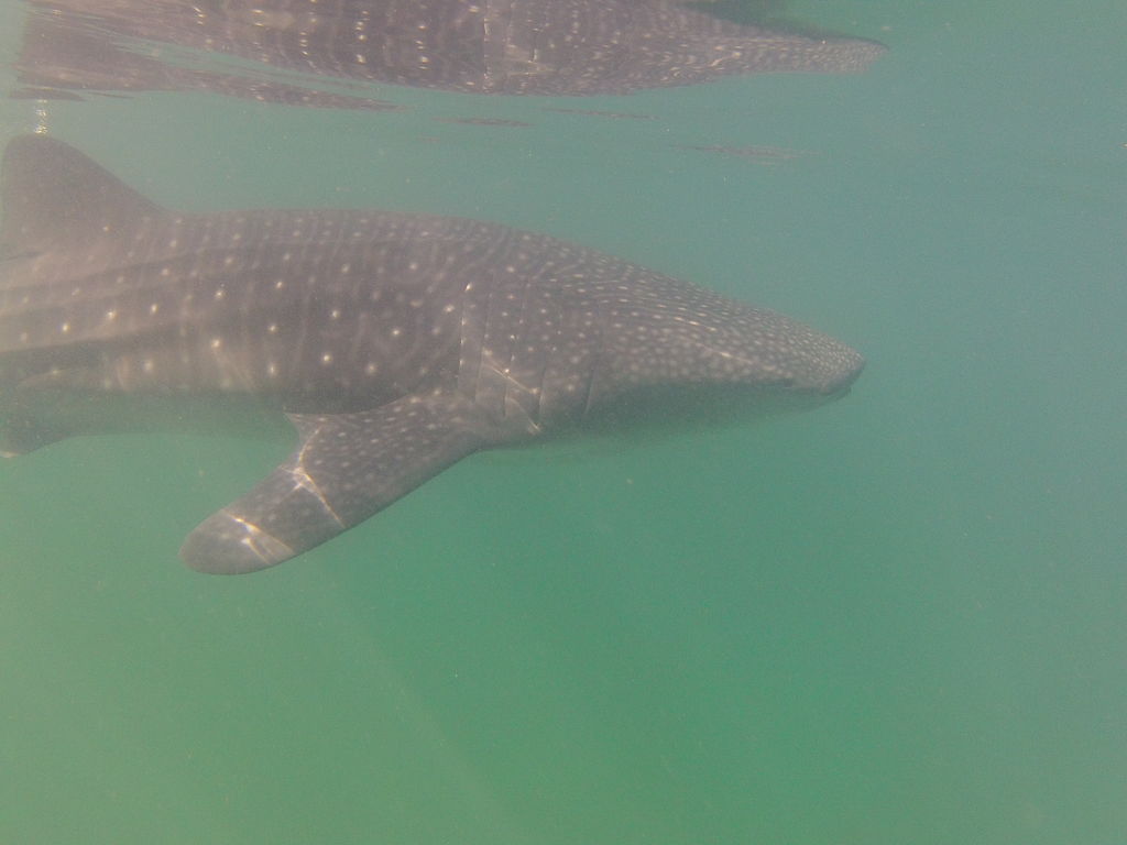 ae31de93-1d72-4279-a96e-d96f5cd5c1ed