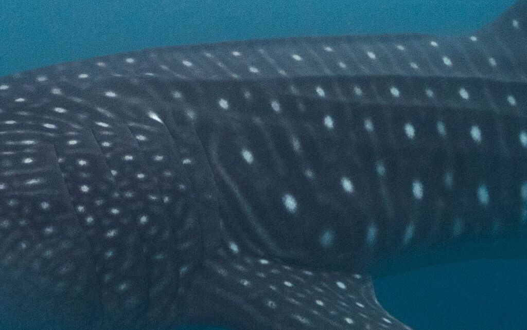 a68edda1-23a6-43f5-9783-8e36177e2e6b