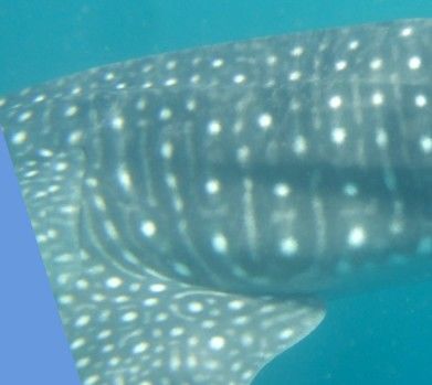 5311b52a-3e90-40b9-9aa0-9e55f525c141