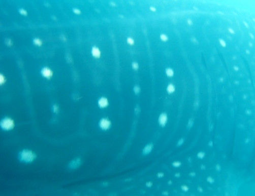 bc1cb995-6c59-43ac-a82e-5f972cc001c9