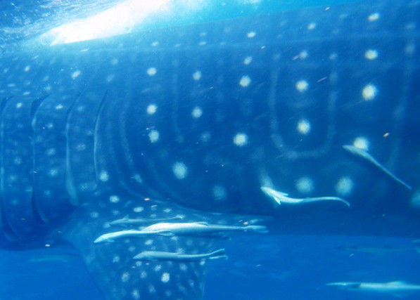 bc1cb995-6c59-43ac-a82e-5f972cc001c9