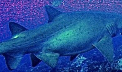 56d4cc0b-8009-4474-9faa-38aa55b67dd3