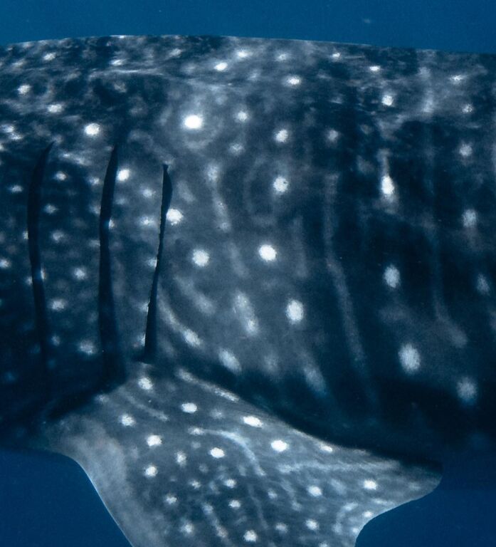 3017e50b-dec4-4cd6-afde-ec5982a25805