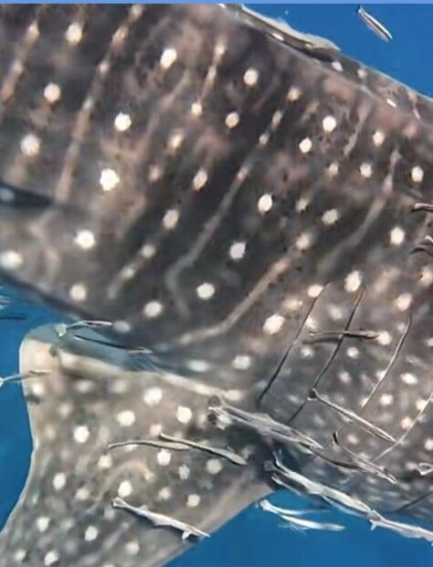 f22c0c79-63b0-4039-9f31-9d13892b902a