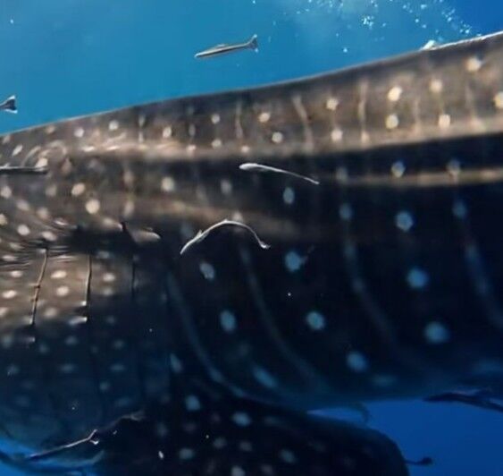 f22c0c79-63b0-4039-9f31-9d13892b902a