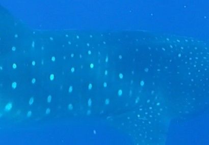 6725c55c-3113-486c-93cf-405fd1fae86b