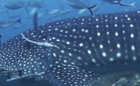 1abeee6a-4b1b-4830-8468-4fbf82ad5172