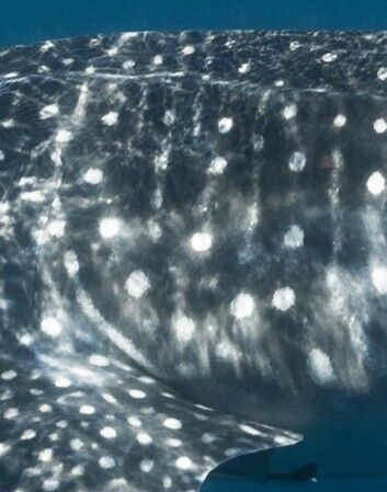 86fb806f-f102-4b99-8a4e-8490f5f3162b