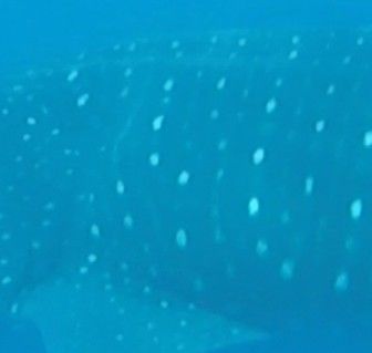 9c1f2182-b253-4fe1-b7b3-e1e3bac477b4