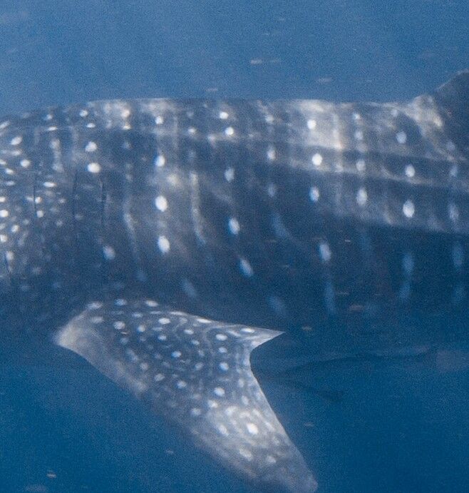 65e35faf-dd71-42e3-ac74-92f435d7143a