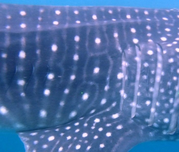 2ec6c366-4c38-4427-af61-491b2c3fadd9