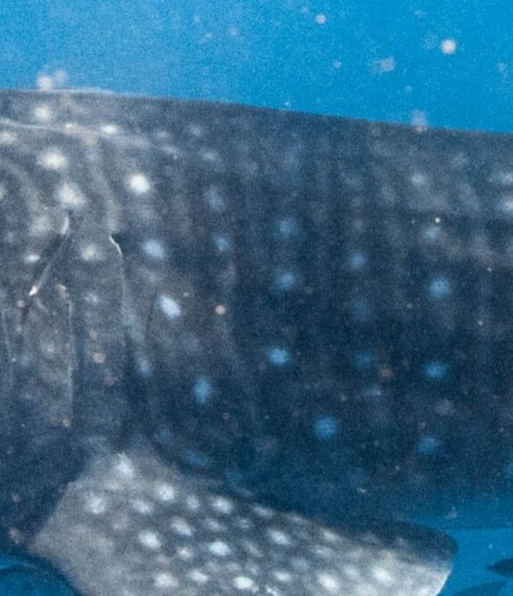 240c9f31-a91f-4f38-82c8-fb40633cb375