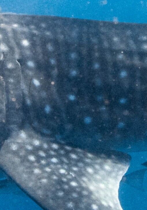 240c9f31-a91f-4f38-82c8-fb40633cb375