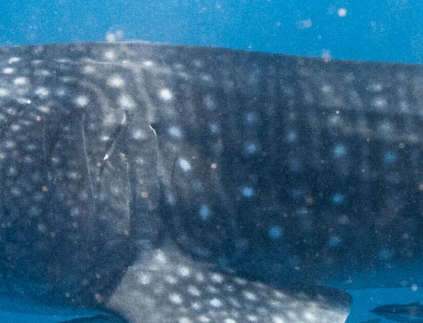 240c9f31-a91f-4f38-82c8-fb40633cb375