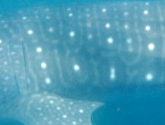 753c4034-c3e5-49e0-9dea-a8944e441c08