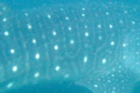 753c4034-c3e5-49e0-9dea-a8944e441c08