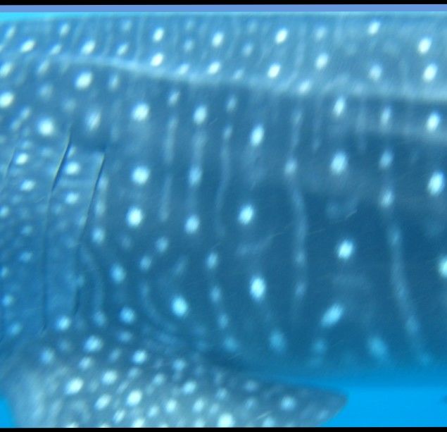 9811ad7d-0640-4c1c-ad82-861c12516c1e