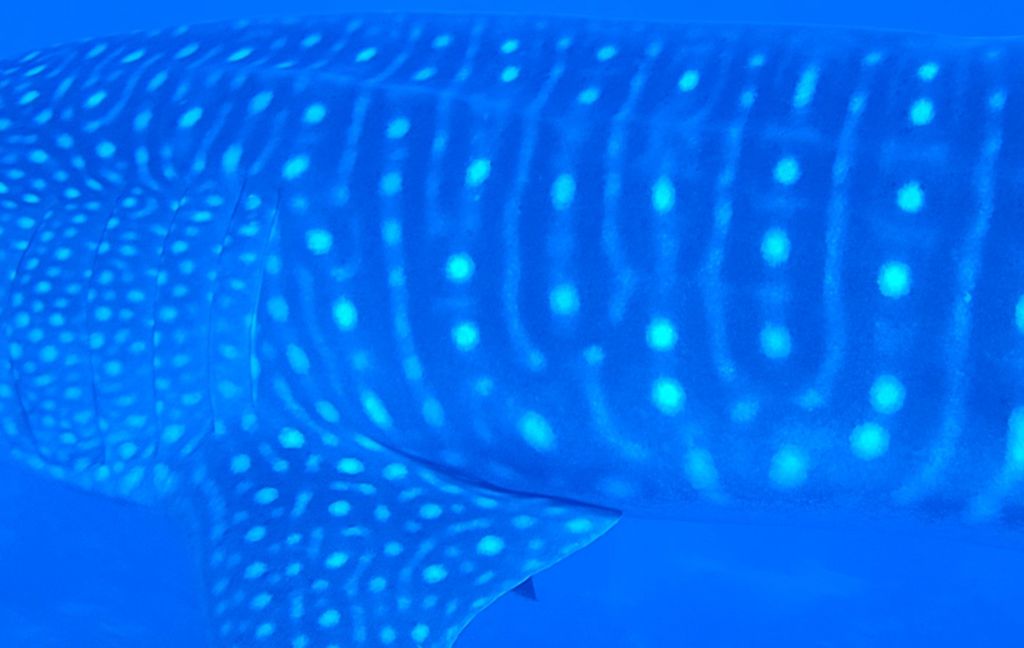 d53b4a82-08bb-4893-8d79-1f64943bfa66