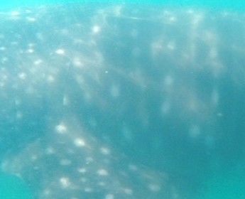 707996cb-0067-44a9-82e6-30ea18d97914