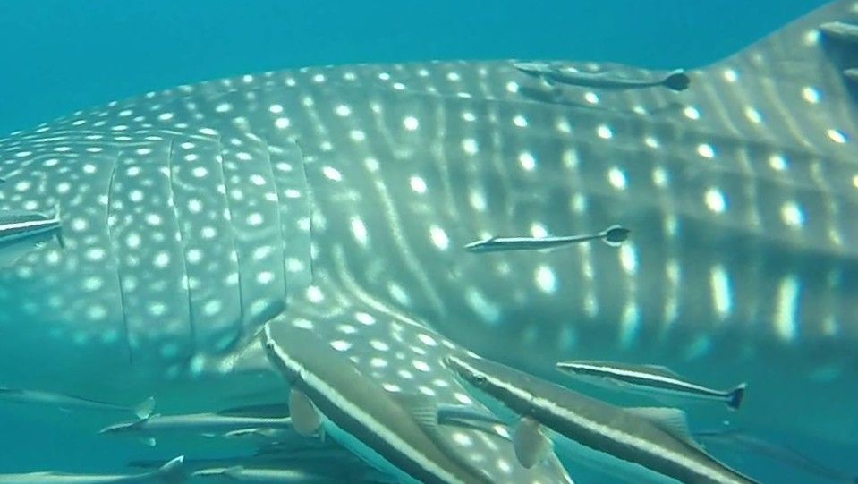 91b7cc0c-038a-43b1-8f0d-20954a0b1cd2