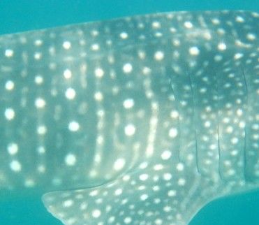 ee5ed59a-c4d2-42fd-9993-e2c9126bf916