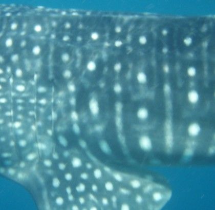 1750faf3-55d5-4a6a-8c28-202a6da26e9c