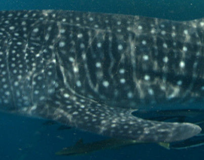 5491ccb4-89fc-47e2-a746-29f0ea8130ad