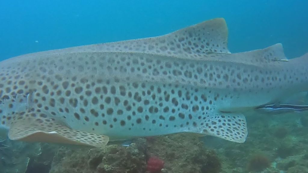 a35d67f6-1994-4258-bd58-3edc994bea35